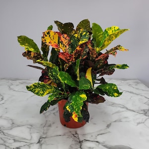Croton Magnificent Live Plant - Tropical Foliage Plant - Overall Height 24&quot; to 28&quot; - Tropical Plants of Florida