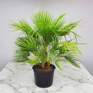European Fan Palm Tree - Live Tree - Overall Height 36&quot; to 44&quot; - 7 Gallon Pot - Tropical Plants of Florida