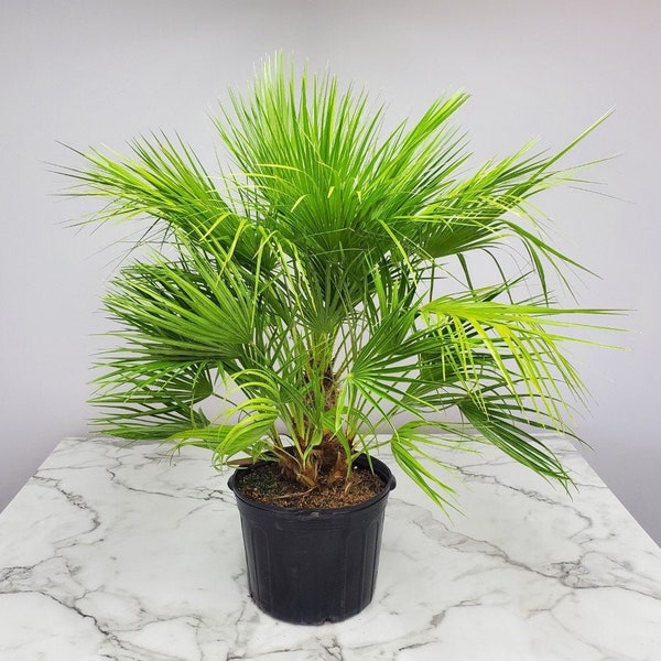 Palmier en éventail européen - Arbre vivant - Hauteur totale 36 » à 44 » - Pot de 7 gallons - Plantes tropicales de Floride