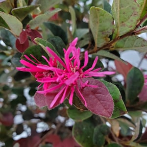 Loropetalum Chinese Fringe Flowers - Flowering Plant - Live Plant - Tropical Plants of Florida - Overall Height 20&quot; to 24&quot;