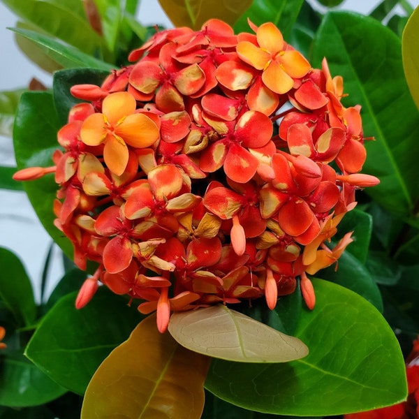 Ixora Live Plant - Red - Flowering Plant Live - Large House Plants - Outdoor Plants - Garden Plant - Overall Height 22" to 28"