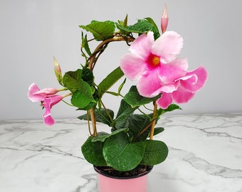 Live Pink Mandevilla Plant Trellis - Live Flowering Plant - 18 inch Hoop, 18 inch to 20 inch Overall Height - 1 Gallon - Tropical Plant