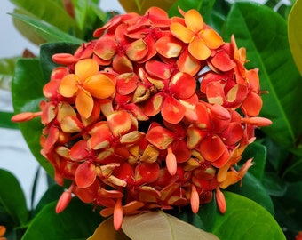 Ixora Live Plant - Red - Flowering Plant Live - Large House Plants - Outdoor Plants - Garden Plant - Overall Height 22" to 28"