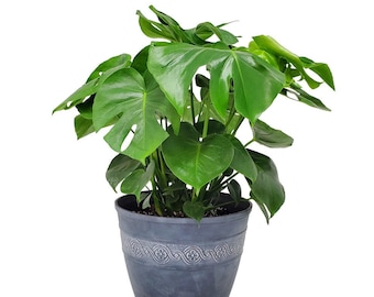 Swiss Cheese Plant with Pot and Soil - Monstera Deliciosa - Resin Plant Pot - Garden Decorations - Plant Kit - Overall Height 24” to 28”