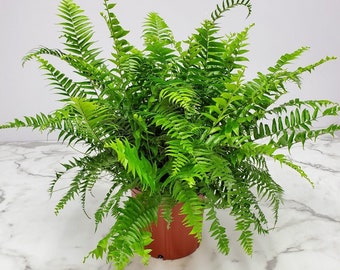 Macho Fern - Live Plant Outdoor Foliage - Overall Height 30" to 36" - Tropical Plants of Florida