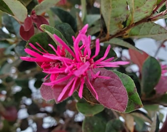 Loropetalum Chinese Fringe Flowers - Flowering Plant - Live Plant - Tropical Plants of Florida - Overall Height 20" to 24"