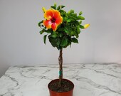 Live Hibiscus Tree Braided Fiesta - Flowering Outdoor Plants Live - Overall Height 36 quot to 42 quot - 3 Gallon Pot - Tropical Plants of Florida