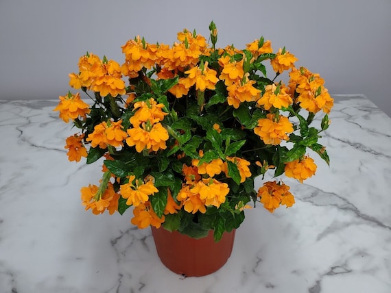 Tropical Plants of Florida Crossandra Orange Marmalade | Mathis Home