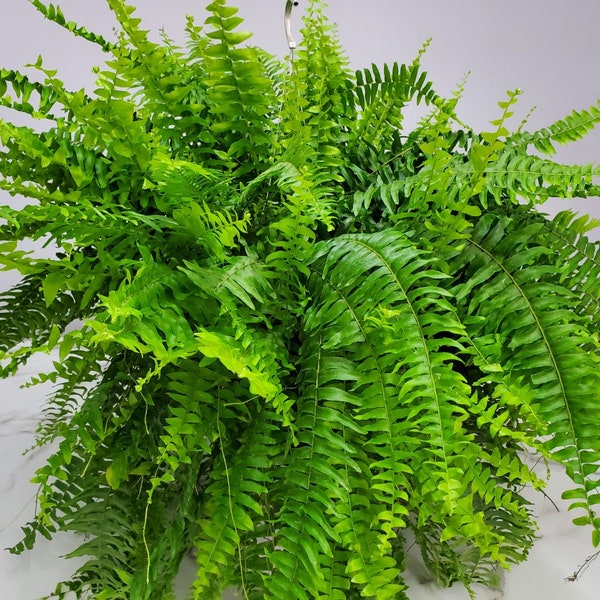 Hanging Boston Fern - Fern Plant - House Plants Live - Plants - Overall Spread 25" to 30" - 10" Hanging Basket