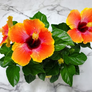 Fiesta Bush Hibiscus Plant Live - Flowering Plant - Overall Height 10" to 14" - 1 Gallon Pot - Tropical Plants of Florida bild 5