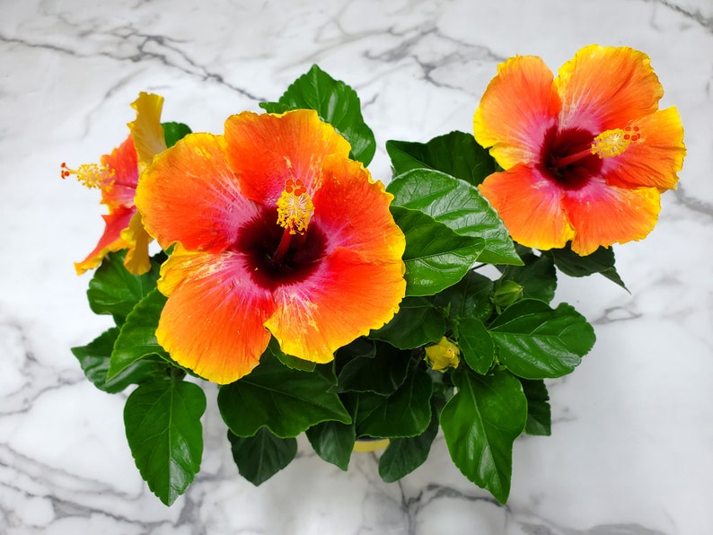 Fiesta Bush Hibiscus Plant Live - Flowering Plant - Overall Height 10" to 14" - 1 Gallon Pot - Tropical Plants of Florida bild 5