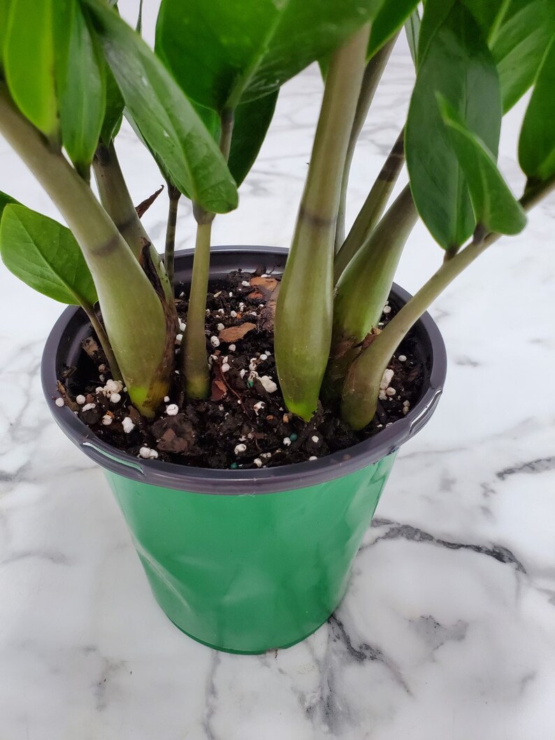 ZZ Plant Zamia Zamifolia Overall Height 16 to 22 Etsy
