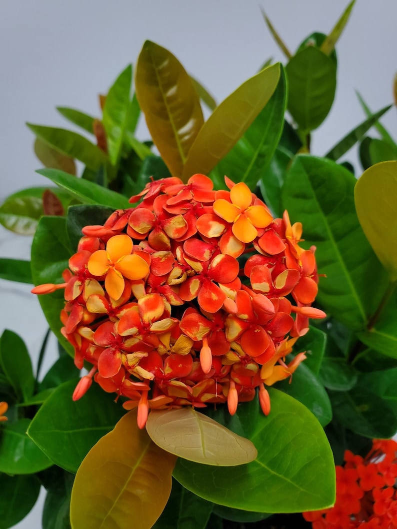 Ixora Plant Maui Red Flowers Live Plant Outdoors Overall