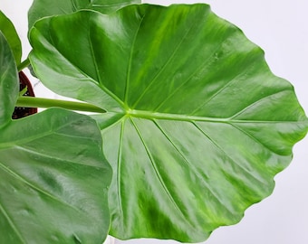 Elephant Ear Plant Live - Borneo Giant - Alocasia Plant Live - Foliage Plants - Overall Height 28" to 34"