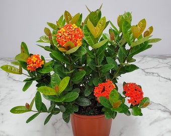 Ixora Plant Maui Red Flowers Live Plant Outdoors Overall - Etsy