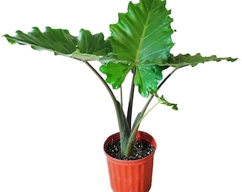 Alocasia Portora Elephant Ear Live Plant, Giant Tropical Elephant Ear, Large Leaf Patio Plant, 3 Gallon Tropical Foliage, Florida Grown