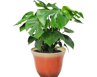 Monstera Deliciosa Swiss Cheese Plant with Pot - Resin Plant Pot - Home Decor - House Plants Large - Overall Height 24” to 28”