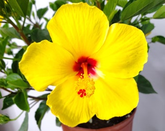 Yoder Yellow Red Throat Hibiscus Plant - Hibiscus Plant Live - Flowering Plants - 22" to 26" Overall Height - Tropical Plants of Florida