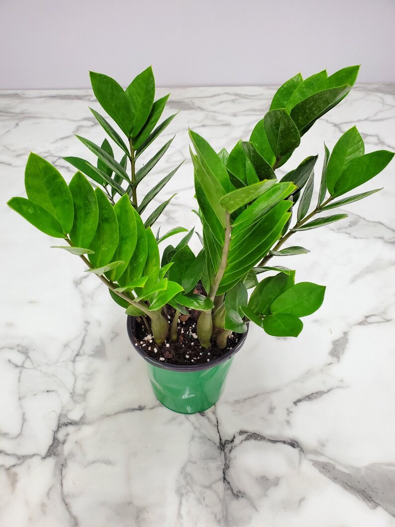 ZZ Plant Zamia Zamifolia Overall Height 16 to 22 Etsy