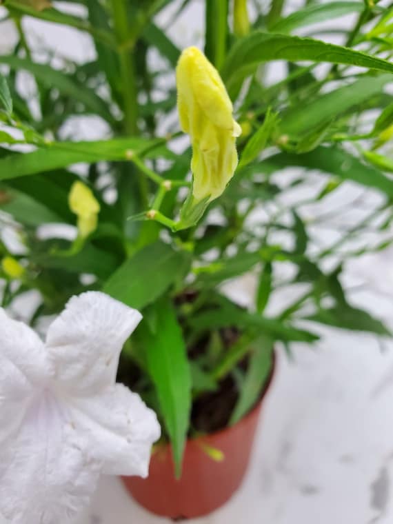 Ruellia White Showers Flowering Bush Live Plant - Overall Height