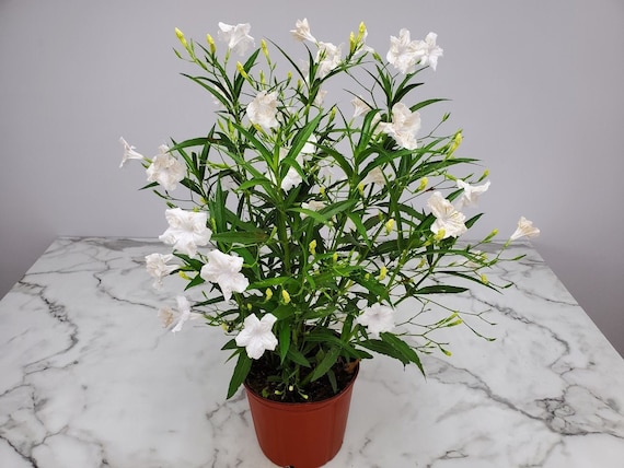 Ruellia White Showers Flowering Bush Live Plant - Overall Height