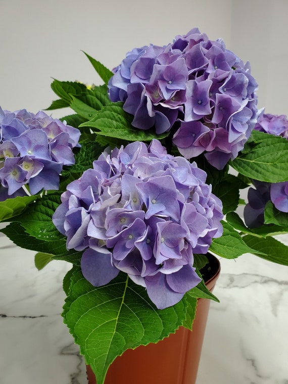 Live Blue Hydrangea Plant - Flowering Plant Live - Mathilda Gutges -  20" to 24" Overall Height - Tropical Plants of Florida