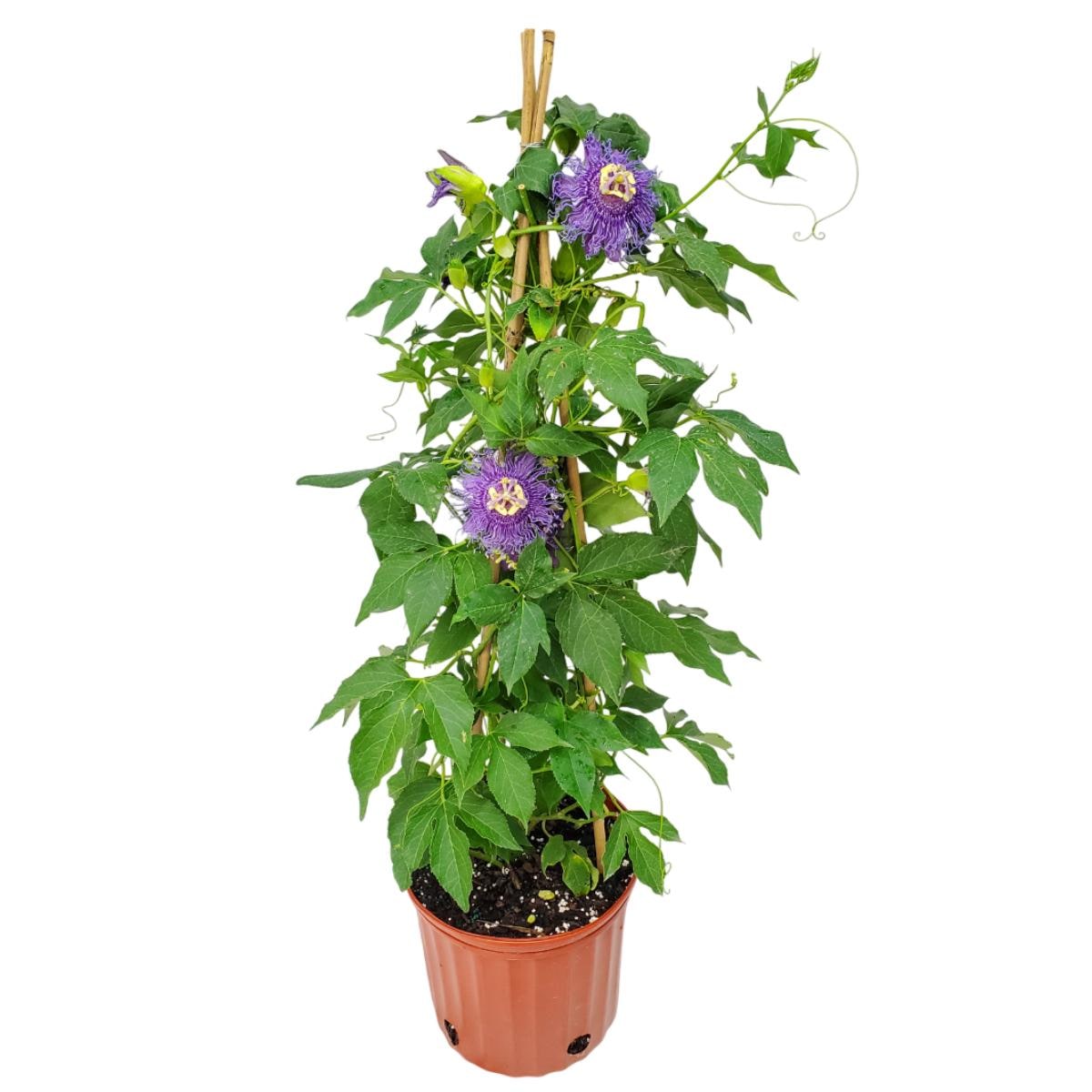 Purple Passion Vine Plant - Flowering Trellis Vine Plant - Large Plants -  Overall Height 36” - Tropical Plants of Florida