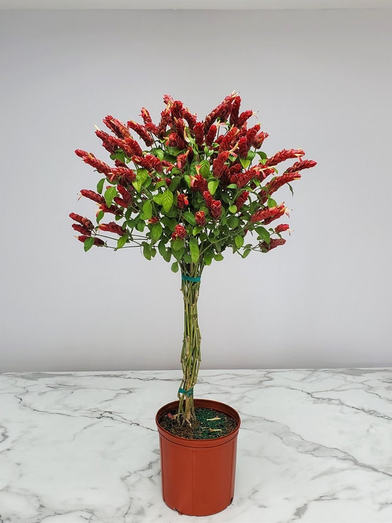 Red Shrimp Plant Braided Flower Tree Live Plants Exotic - Etsy