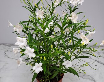 Ruellia White Showers Flowering Bush Live Plant - Overall Height