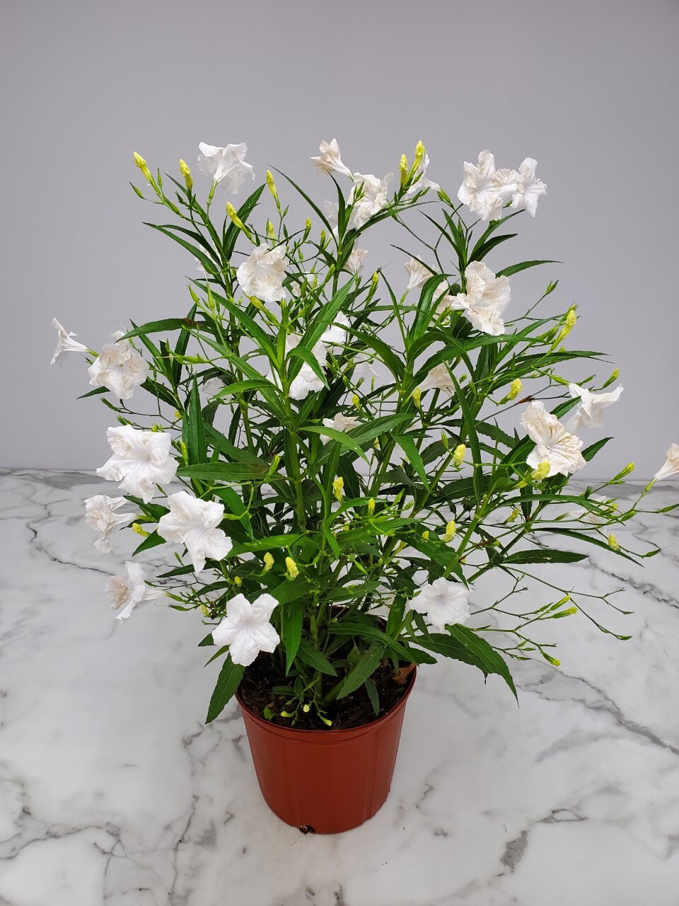 Ruellia White Showers Flowering Bush Live Plant - Overall Height