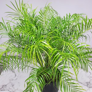 Roebelenii Palm Tree Plant Live Overall Height 30 to 36 7 Gallon Pot Tropical Plants of Florida Pygmy Date Palm Tree image 5