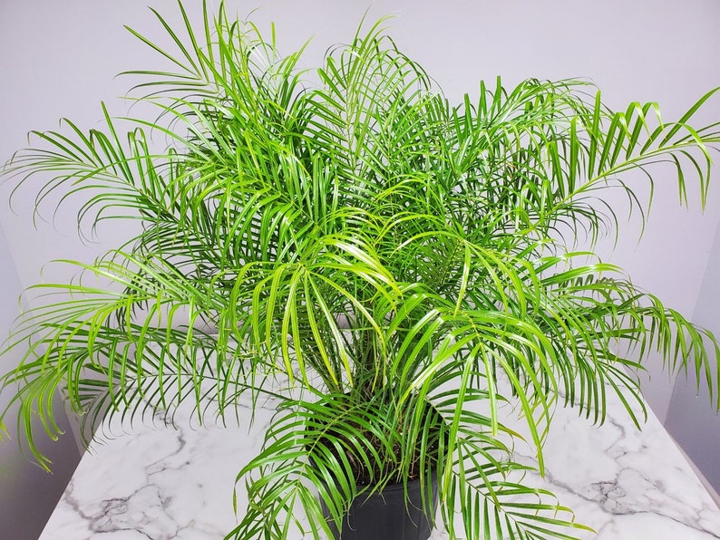 Roebelenii Palm Tree Plant Live Overall Height 30 to 36 7 Gallon Pot Tropical Plants of Florida Pygmy Date Palm Tree image 5