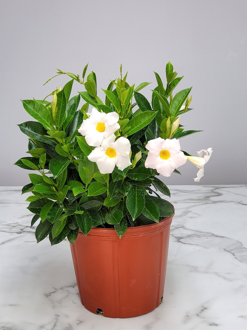 May include: A white flowering plant with green leaves in a brown pot. The plant is in a white marble background.