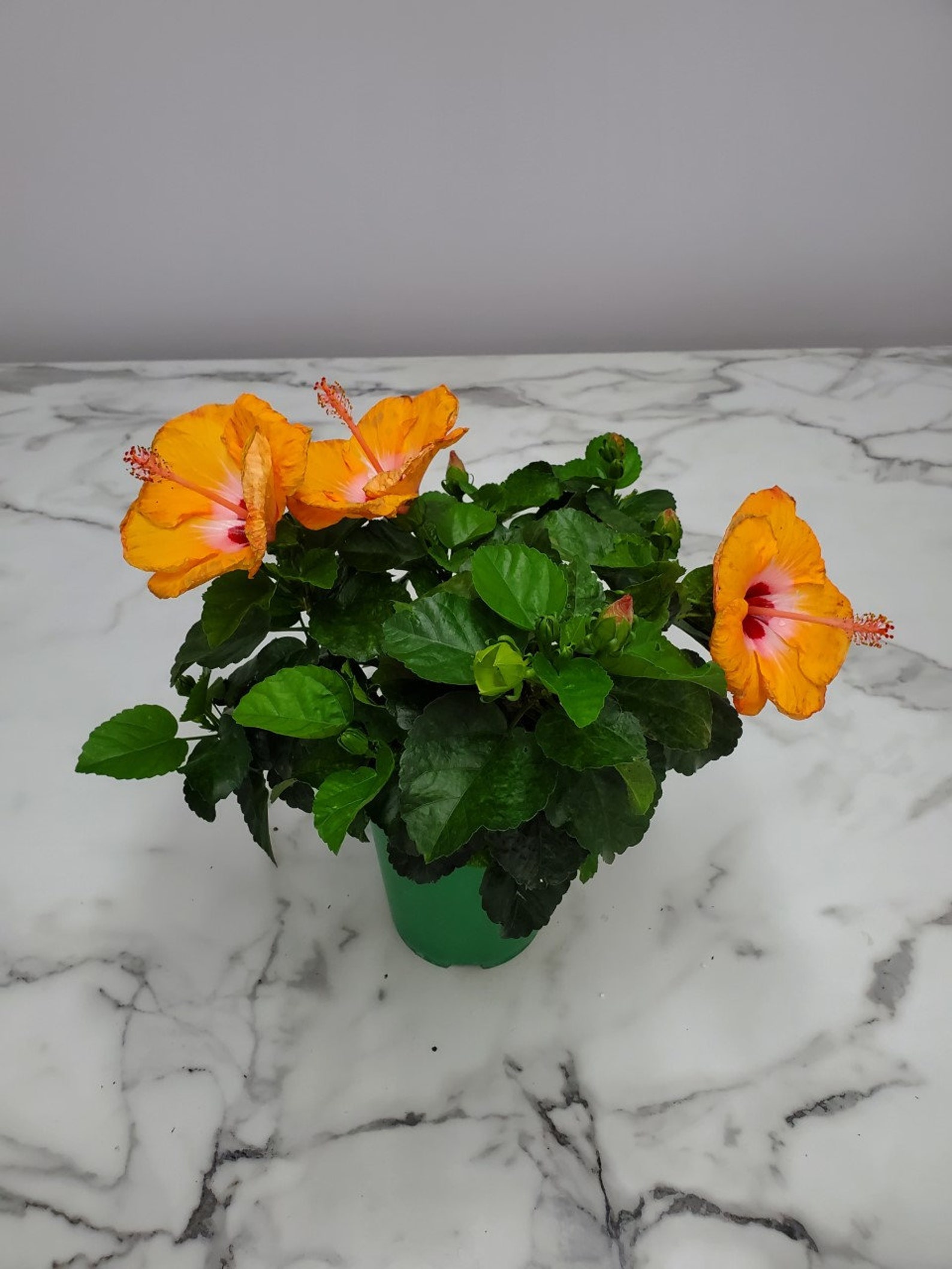 Tropical Flowering Hibiscus Shrub, Live Plant, Yellow Flowers, 24 In. Tall in a 10-in. Pot Tropical Flowering Hibiscus Shrub, Live Plant, Yellow Flowers, 24 In. Tall in a 10-in. Pot