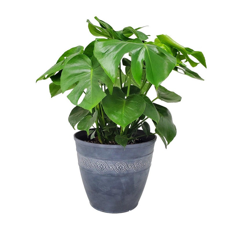 Swiss Cheese Plant With Pot and Soil Monstera Deliciosa Etsy