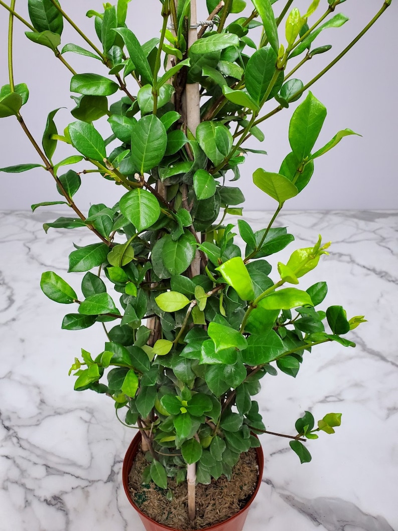Confederate Jasmine Plant Live Plant Trellis Overall | Etsy