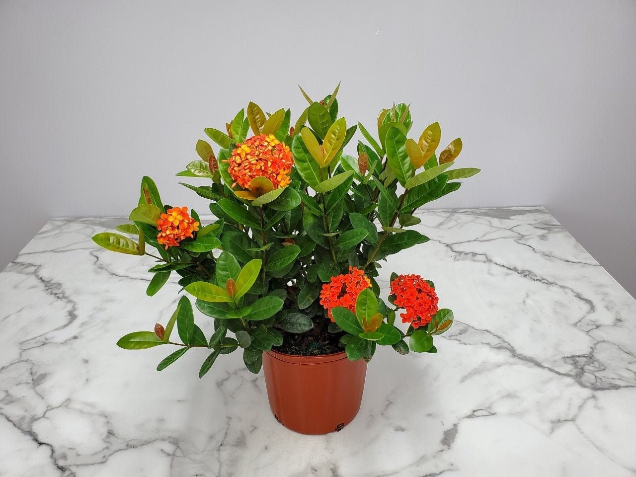 Ixora Plant Maui Red Flowers Live Plant Outdoors Overall - Etsy