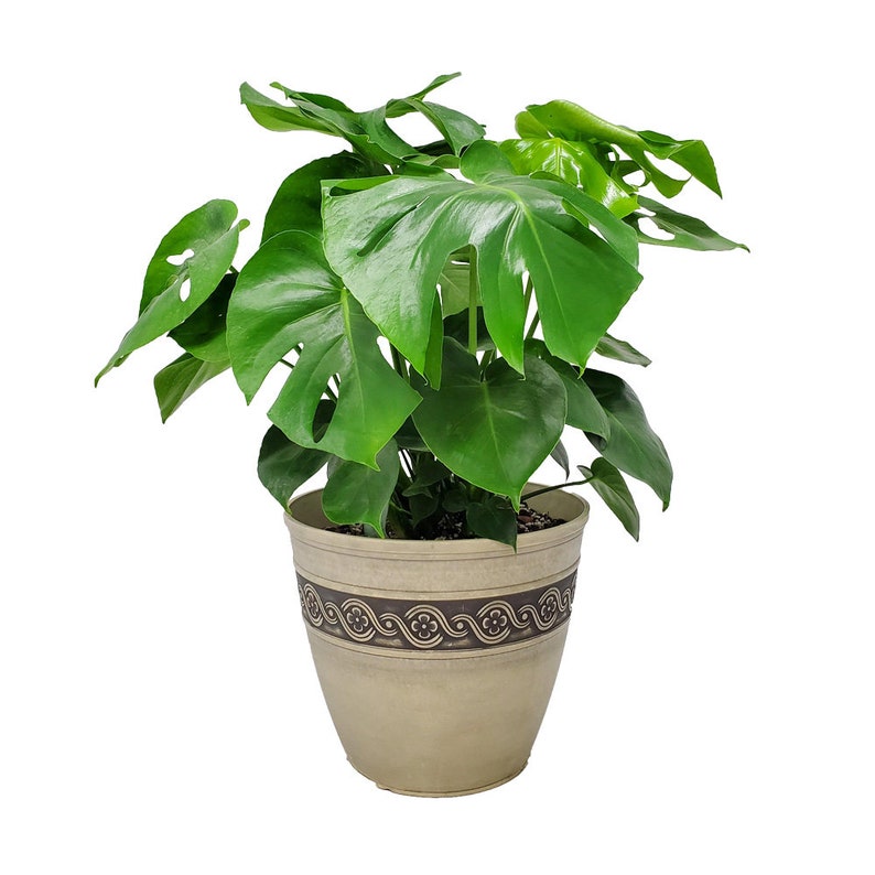 Swiss Cheese Plant With Pot and Soil Monstera Deliciosa Etsy