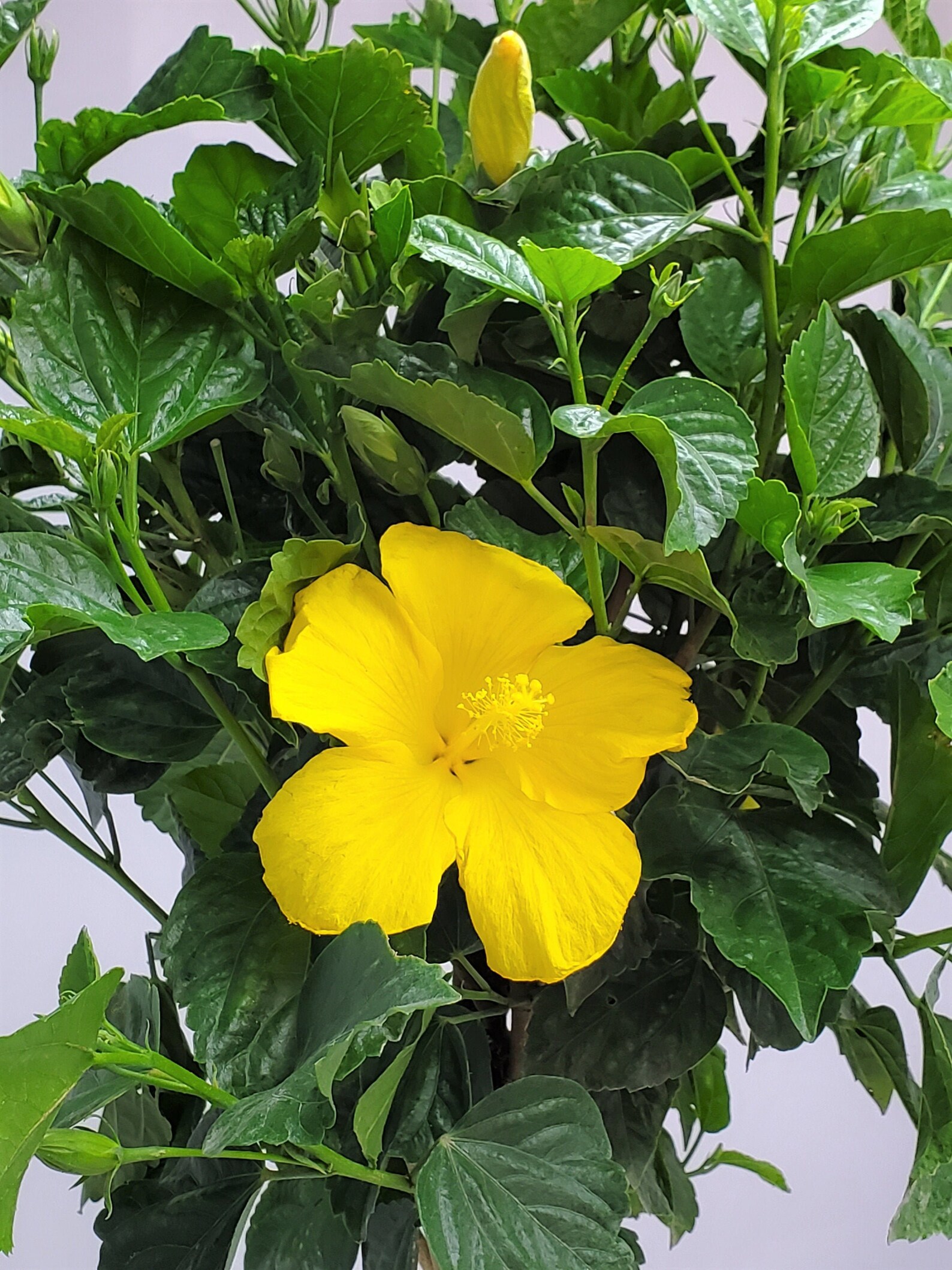 Yellow Hibiscus Plant Live Braided Hibiscus Tree Large Etsy