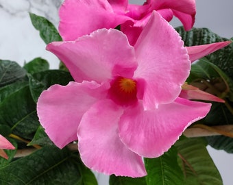 Giant Pink Mandevilla Plant - Flowering Plant Live - Trellis - Overall Height 36" - Tropical Plants of Florida