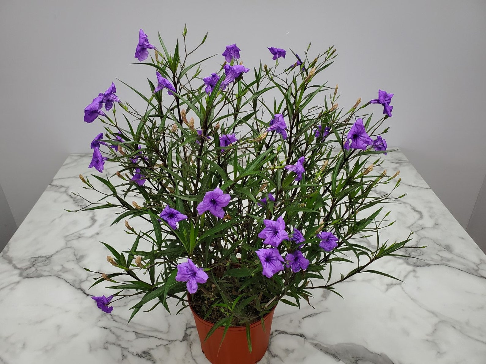 Ruellia Mexican Petunia Purple Showers Large Flowering - Etsy