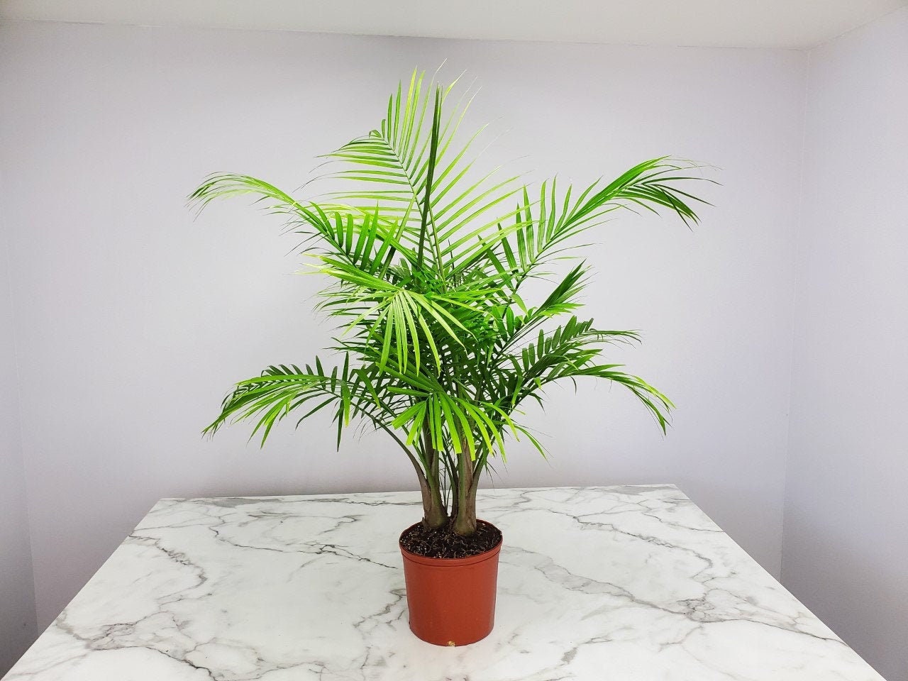 Majesty Palm Tree Plant - Overall Height 42" to 48" - 3 Gal…