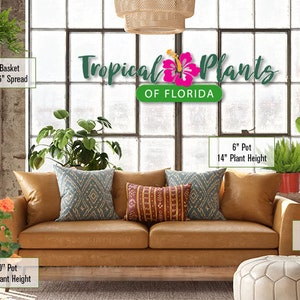 May include: A living room interior with a brown leather sofa and a variety of tropical plants in pots. The plants include a Monstera Deliciosa, a Hibiscus, a Bird of Paradise, and a fern. The text "Tropical Plants of Florida" is displayed above the sofa.