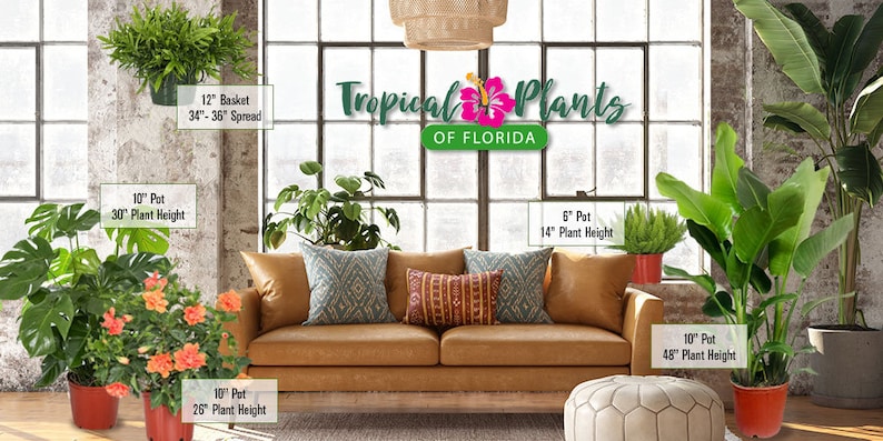 May include: A living room interior with a brown leather sofa and a variety of tropical plants in pots. The plants include a Monstera Deliciosa, a Hibiscus, a Bird of Paradise, and a fern. The text "Tropical Plants of Florida" is displayed above the sofa.