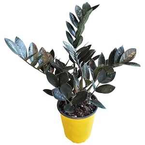 May include: A ZZ plant with dark green leaves in a bright yellow pot. The plant has multiple stems with glossy, oval-shaped leaves. The pot is a simple, cylindrical shape, and the soil is visible at the top.