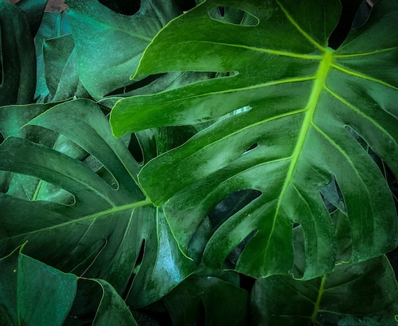 Monstera Deliciosa Swiss Cheese Plant - Overall Height 24 to 28 - Live  Plants Indoor - Tropical Plants of Florida - Etsy