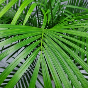 May include: Close-up of a green palm plant with long, thin leaves.