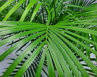 Majesty Palm - Live Plants - Indoor House Plants - Plant Mom Gift - Foliage Plants - Easy Care - Overall Height 34" to 38"