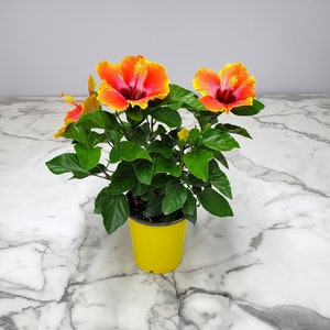 Fiesta Bush Hibiscus Plant Live - Flowering Plant - Overall Height 10" to 14" - 1 Gallon Pot - Tropical Plants of Florida bild 4