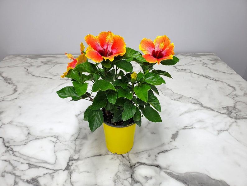 Fiesta Bush Hibiscus Plant Live - Flowering Plant - Overall Height 10" to 14" - 1 Gallon Pot - Tropical Plants of Florida bild 4
